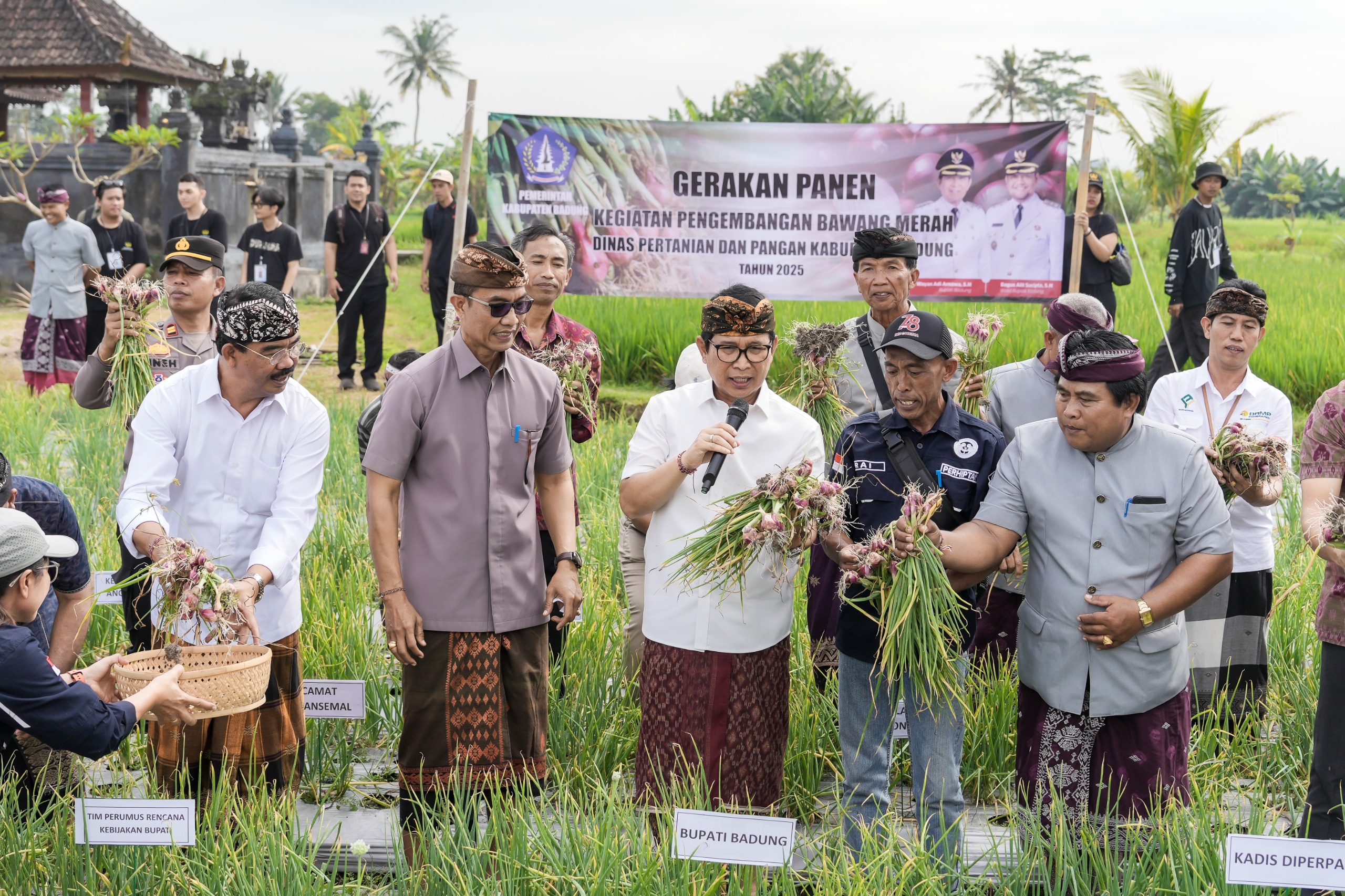 Panen Perdana Pengembangan Bawang Merah di Subak Padedekan, Angantaka