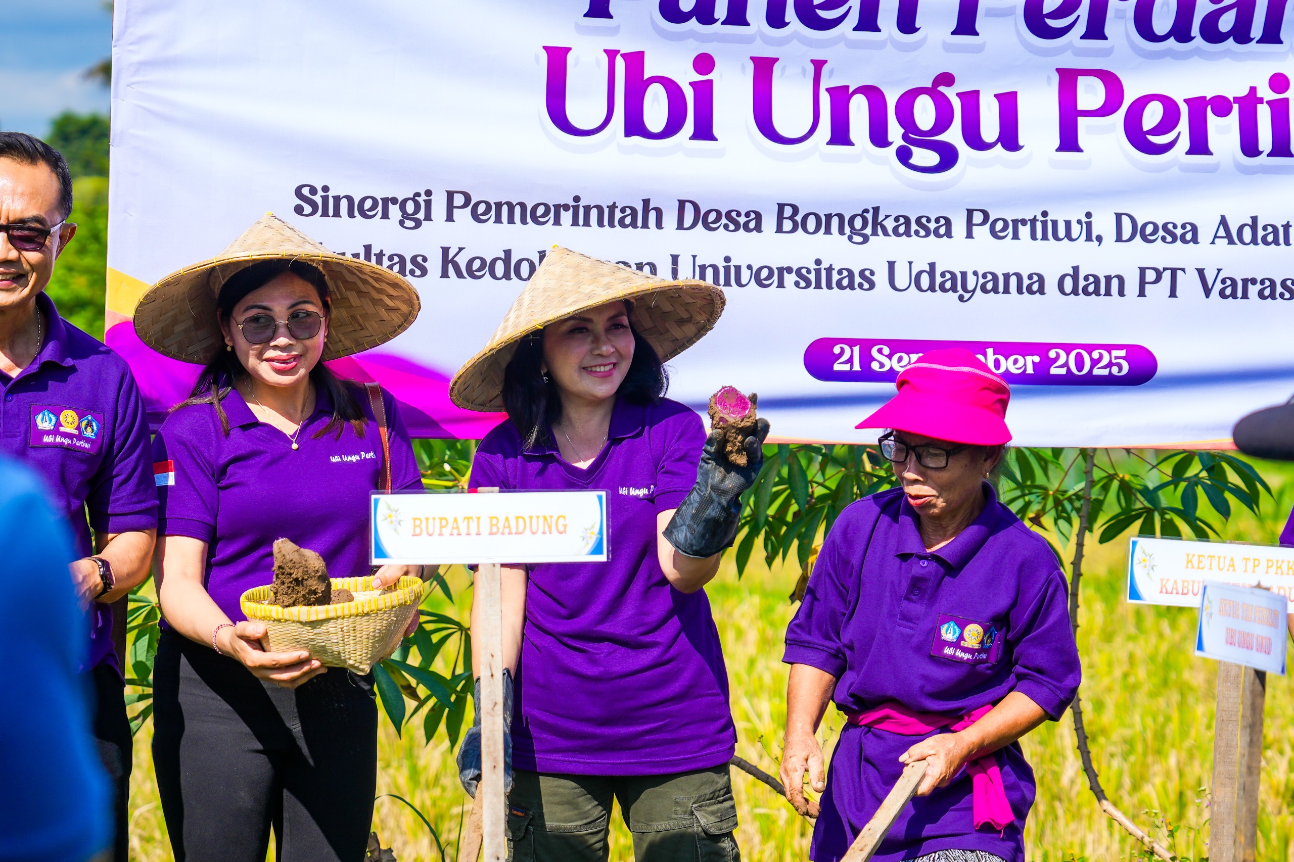 Panen Perdana Ubi Ungu dan Temu Rasa dengan Lansia Desa Bongkasa Pertiwi